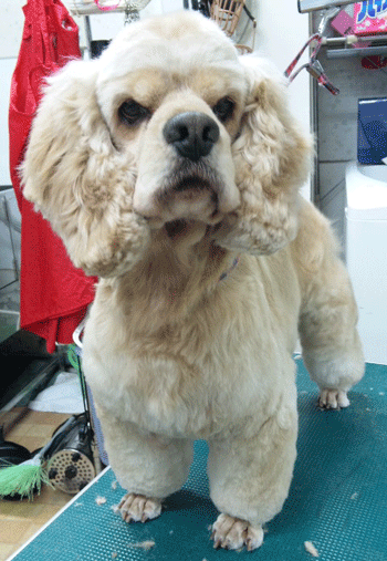 �A�����J���R�b�J�[�X�p�j�G���g���~���O�摜2