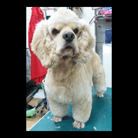 �g���~���O�摜�A�����J���R�b�J�[�X�p�j�G��2