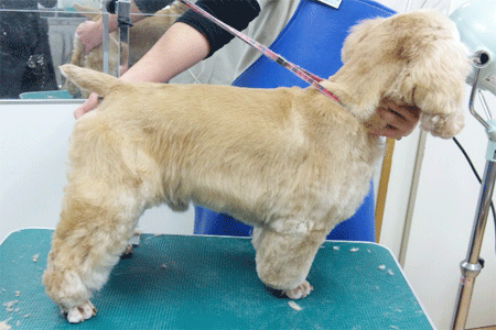 �A�����J���R�b�J�[�X�p�j�G���g���~���O�摜3