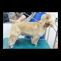 �g���~���O�摜�A�����J���R�b�J�[�X�p�j�G��3