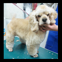 �g���~���O�摜�A�����J���R�b�J�[�X�p�j�G��4