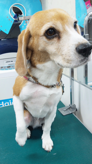 �r�[�O���g���~���O�摜1