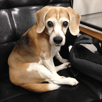 �r�[�O���g���~���O�摜2