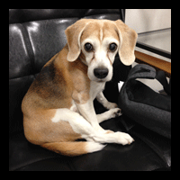 �g���~���O�摜�r�[�O��2