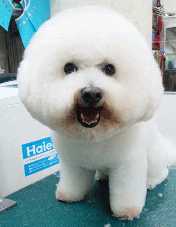 �r�W�����E�t���[�[�g���~���O�摜2