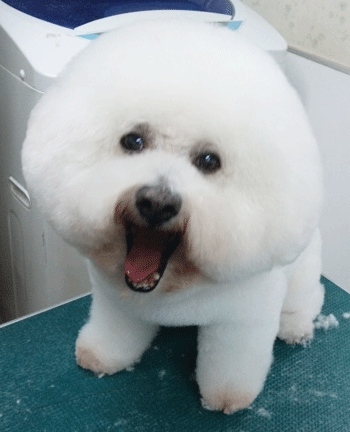 �r�W�����E�t���[�[�g���~���O�摜4