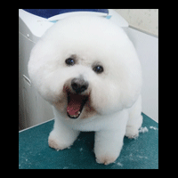 �g���~���O�摜�r�W�����E�t���[�[4