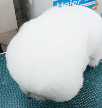 �r�W�����E�t���[�[�g���~���O�摜5