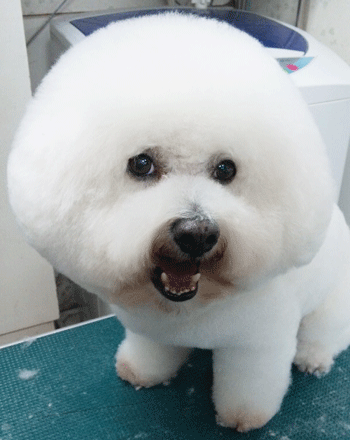 �r�W�����E�t���[�[�g���~���O�摜6