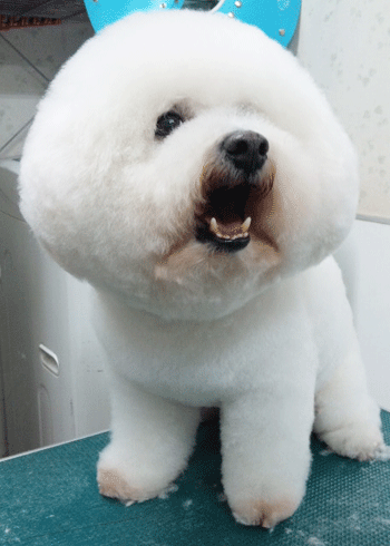 �r�W�����E�t���[�[�g���~���O�摜7