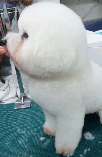 �r�W�����E�t���[�[�g���~���O�摜8