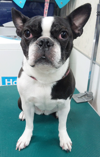 �{�X�g���e���A�g���~���O�摜2