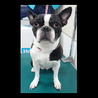 �g���~���O�摜�{�X�g���e���A2