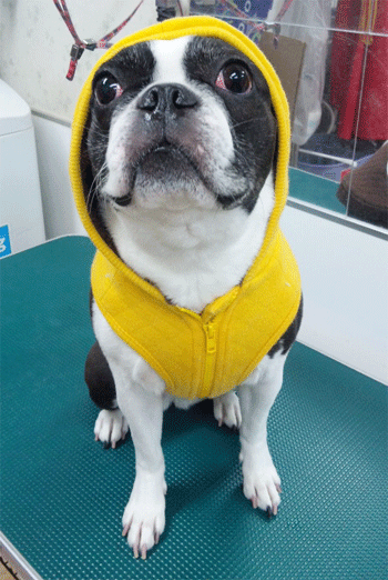 �{�X�g���e���A�g���~���O�摜4