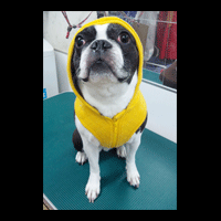 �g���~���O�摜�{�X�g���e���A4