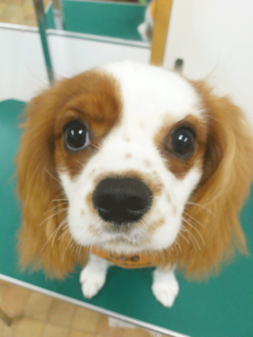 �L���o���A�g���~���O�摜1