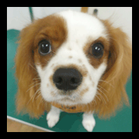 �g���~���O�摜�L���o���A1