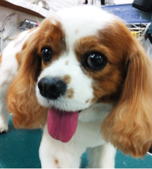 �L���o���A�g���~���O�摜1