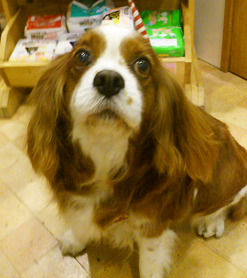 �L���o���A�g���~���O�摜1