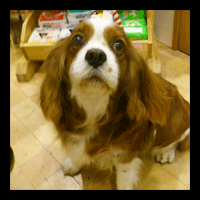 �g���~���O�摜�L���o���A3