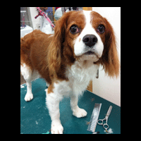 �g���~���O�摜�L���o���A4