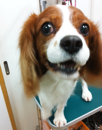 �L���o���A�g���~���O�摜5