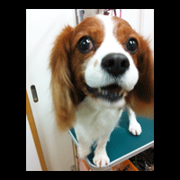 �g���~���O�摜�L���o���A5