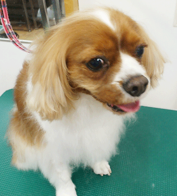 �L���o���A�g���~���O�摜6