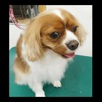 �g���~���O�摜�L���o���A6