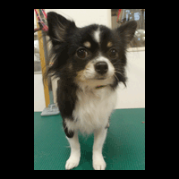 �g���~���O�摜�`����7