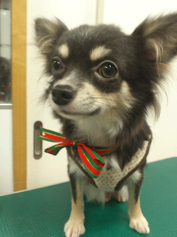 �`�����g���~���O�摜14