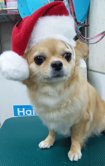 �`�����g���~���O�摜15