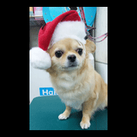 �g���~���O�摜�`����15