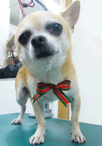 �`�����g���~���O�摜16