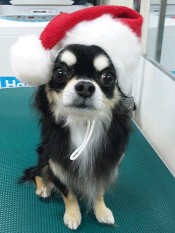 �`�����g���~���O�摜17