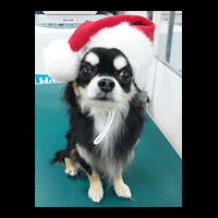 �g���~���O�摜�`����17