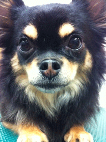 �`�����g���~���O�摜2