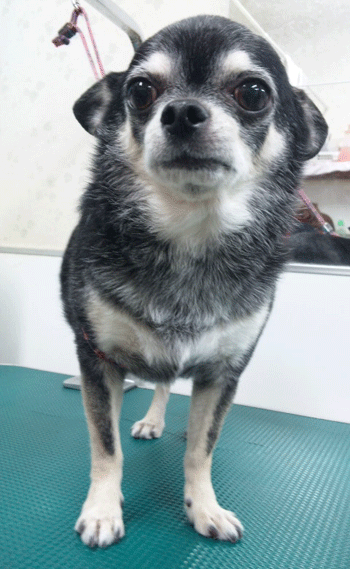 �`�����g���~���O�摜21