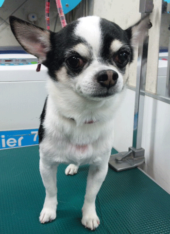 �`�����g���~���O�摜23