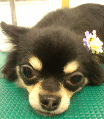 �`�����g���~���O�摜27