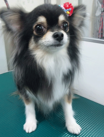 �`�����g���~���O�摜28