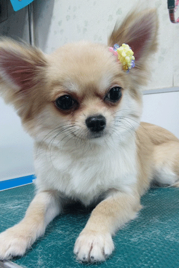 �`�����g���~���O�摜31