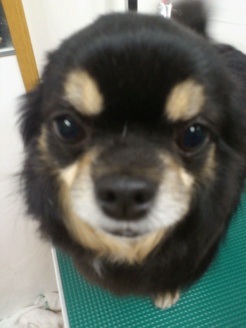 �`�����g���~���O�摜32