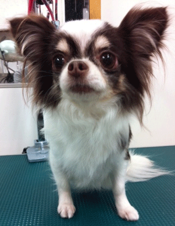 �`�����g���~���O�摜4