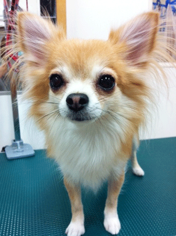 �`�����g���~���O�摜5