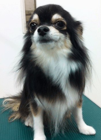 �`�����g���~���O�摜6