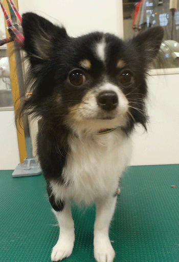 �`�����g���~���O�摜7