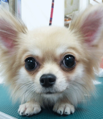 �`�����g���~���O�摜8