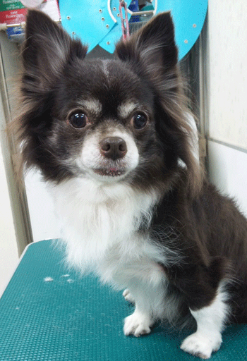 �`�����g���~���O�摜9