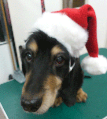 �~�j�`���A�_�b�N�X�t���h�g���~���O�摜1